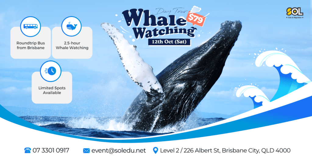 Gold Coast Whale Watching Tour
