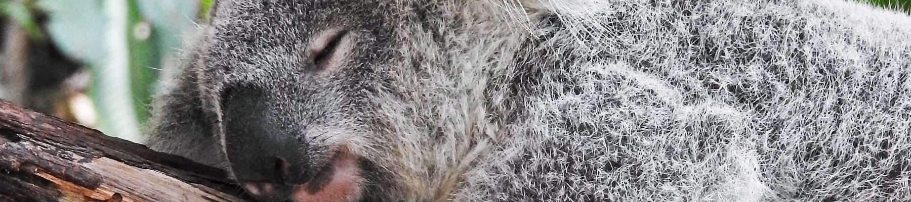 david-clode-Yg_sNKOiXvY-unsplash-2