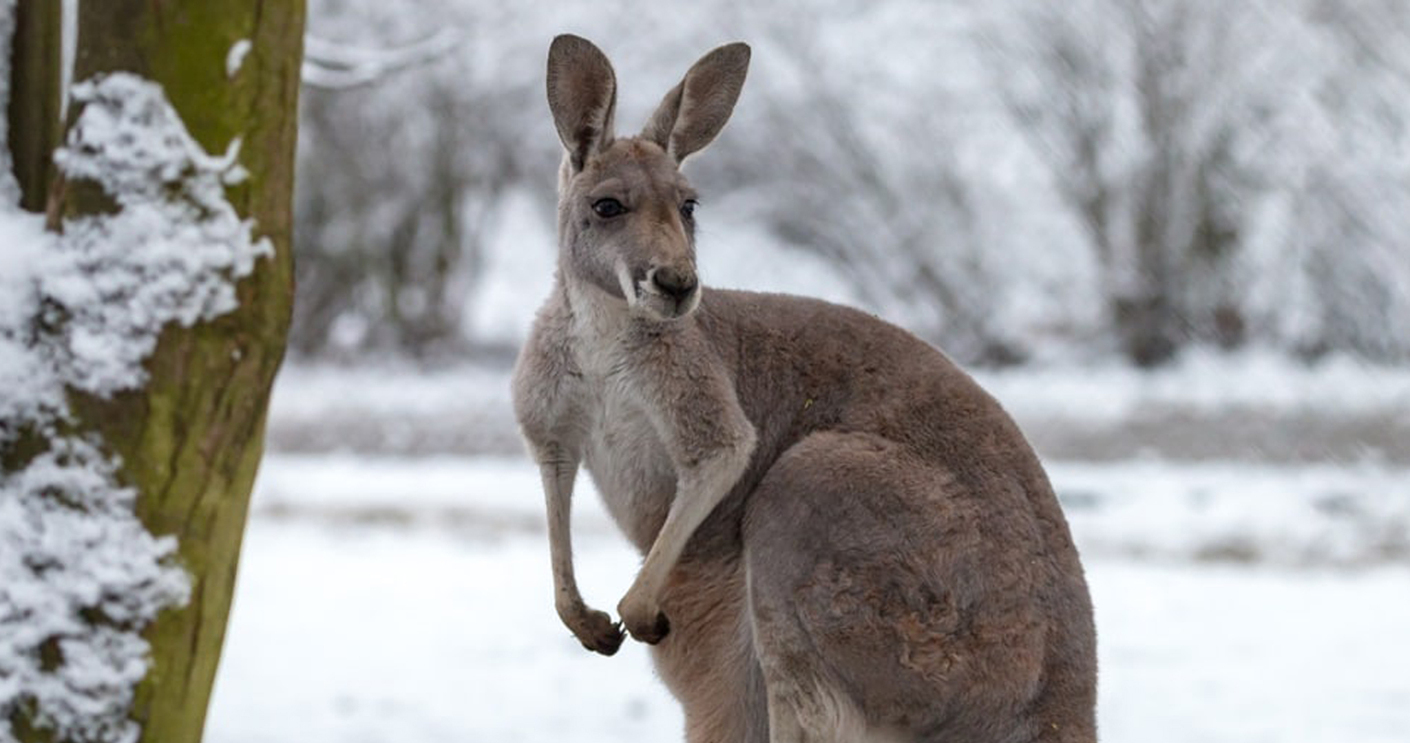 Neve na Australia? SOL Edu Brasileiros