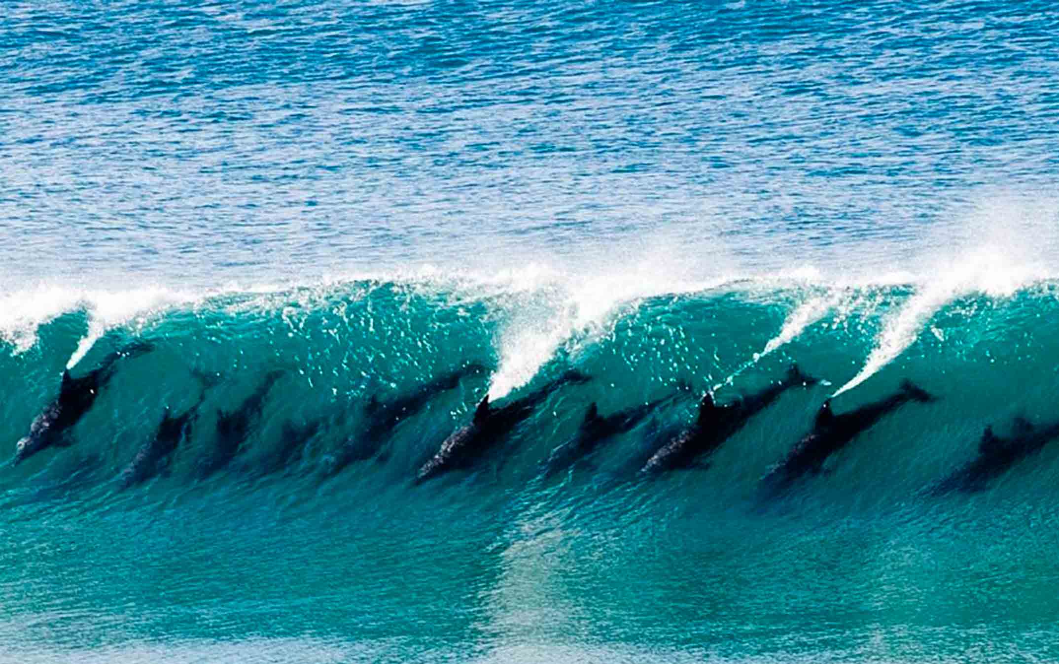 byronbay-los-mejores-lugares-para-visitar-en-australia-delfines