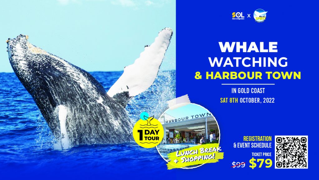 Whale Watching & Harbour Town - 1 Day Tour in  Gold Coast