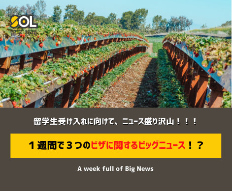オーストラリア コロナ ビザ 変更 ワーホリ SOL留学