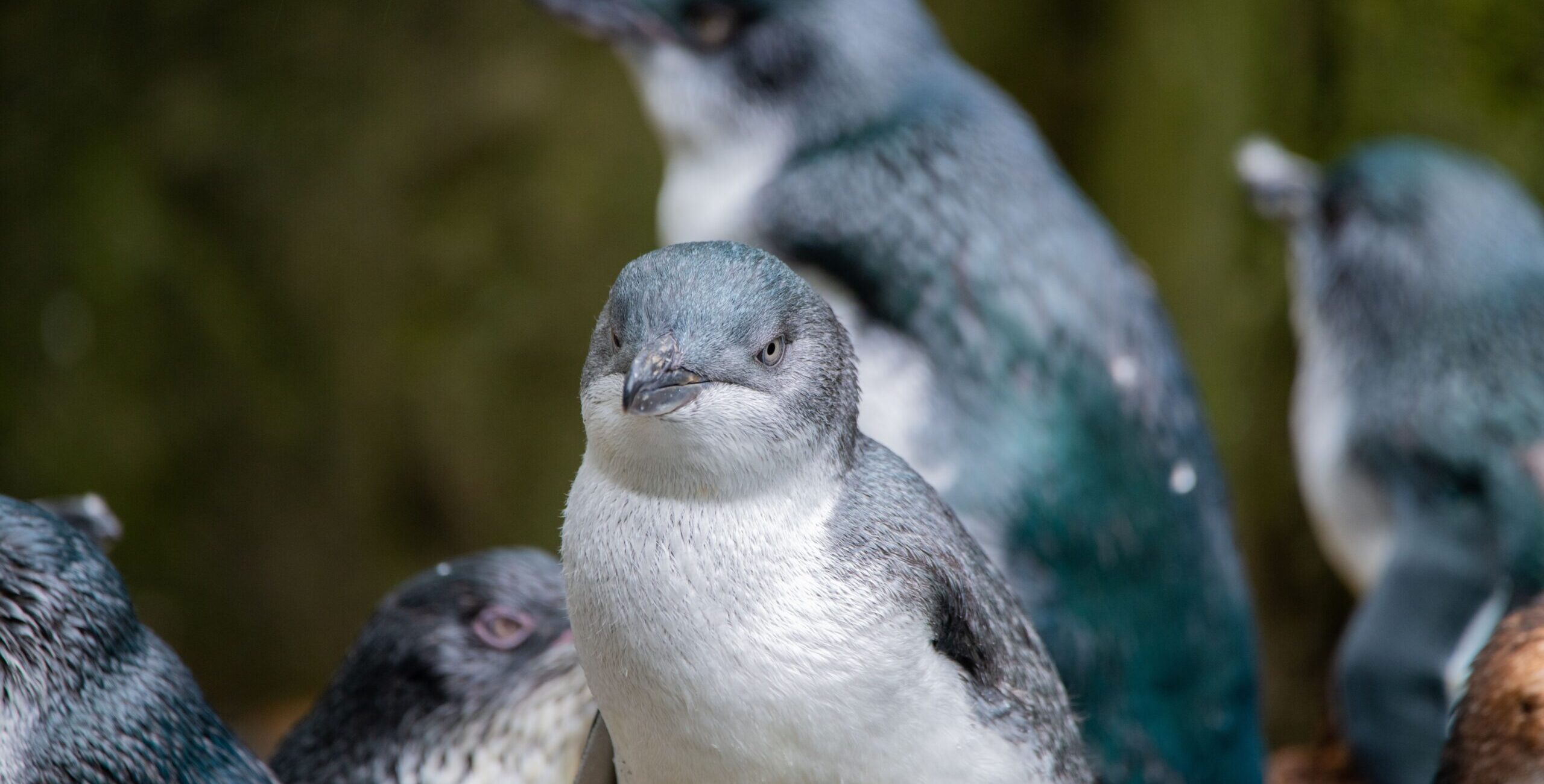 White-flippered penguin (Eudyptula albosignata) in a zoo A white-flippered penguin (Eudyptula albosignata) in a zoo