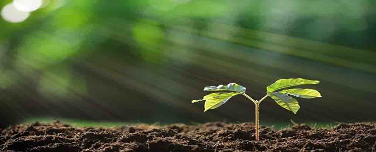 environmental science