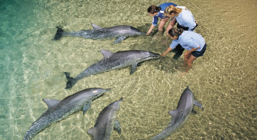 布里斯本景點推薦-22-湯加魯馬 布里斯本景點推薦-22-湯加魯馬