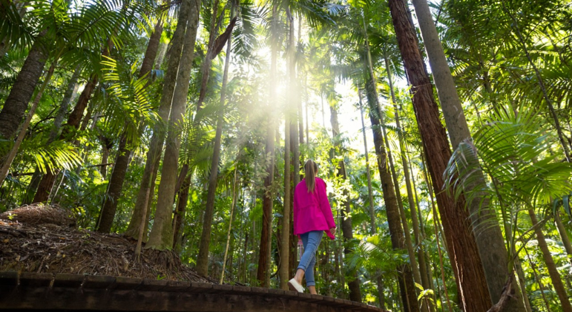 布里斯本景點推薦-26- D’Aguilar 國家公園 布里斯本景點推薦-26- D’Aguilar 國家公園